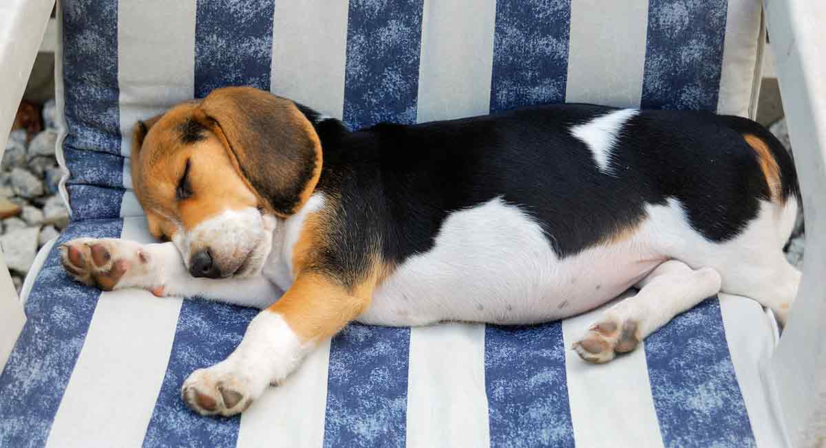 slapende Beagle pup