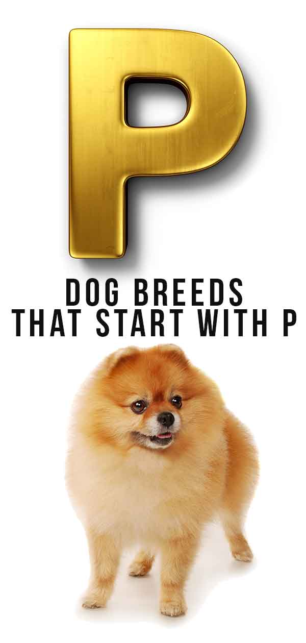 Hondenrassen die beginnen met P