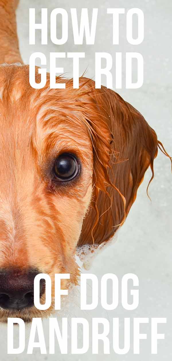 Hondenroos symptomen - ken de tekenen en hoe ze te behandelen