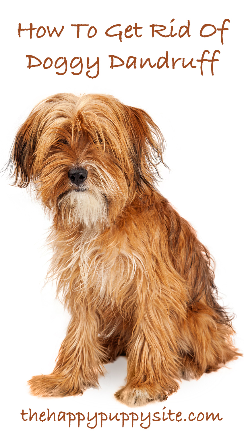 Hondenroos behandelingen - hoe kom je van hondenroos af?