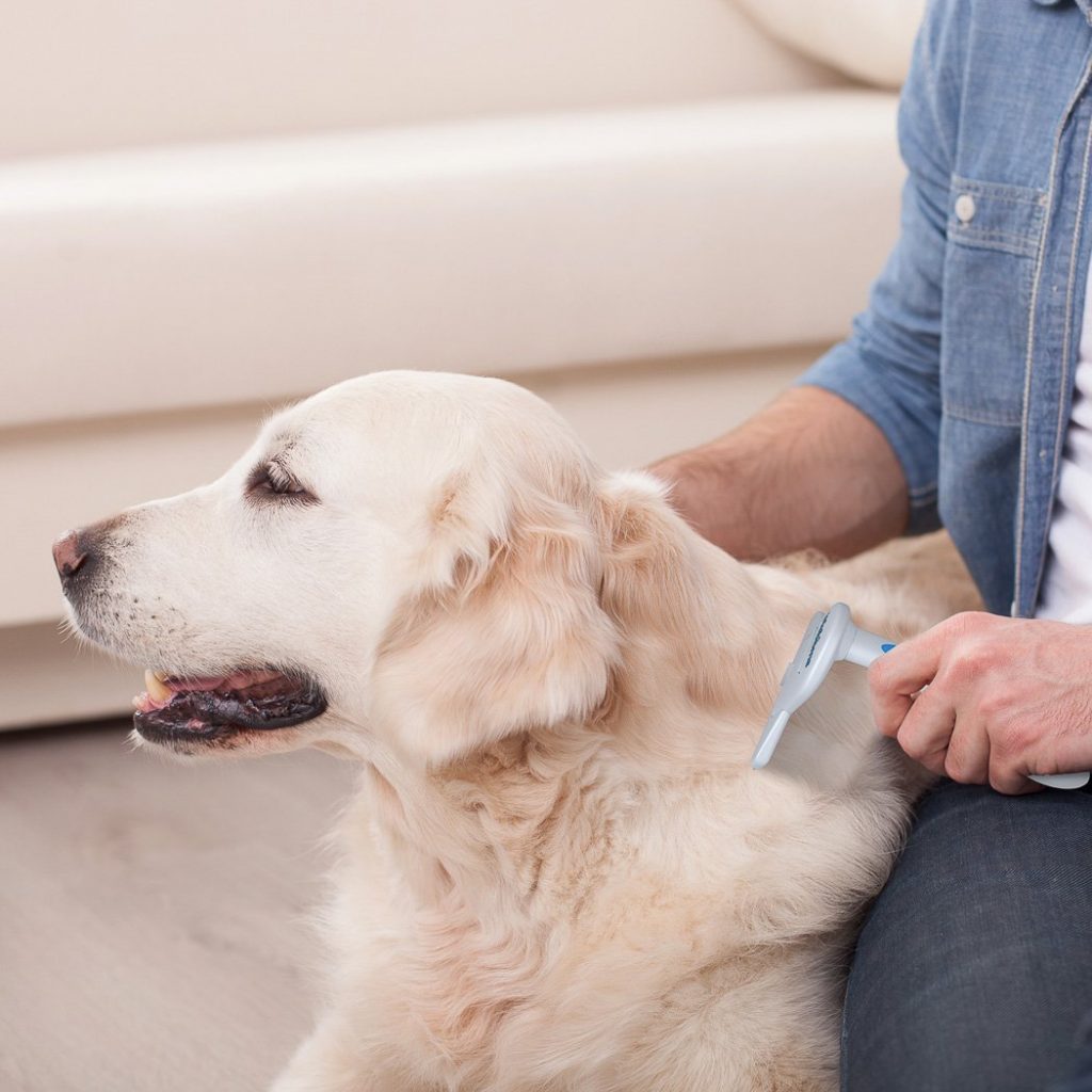 Hondenroos behandeling kan zoiets simpels omvatten als een hondenroosborstel