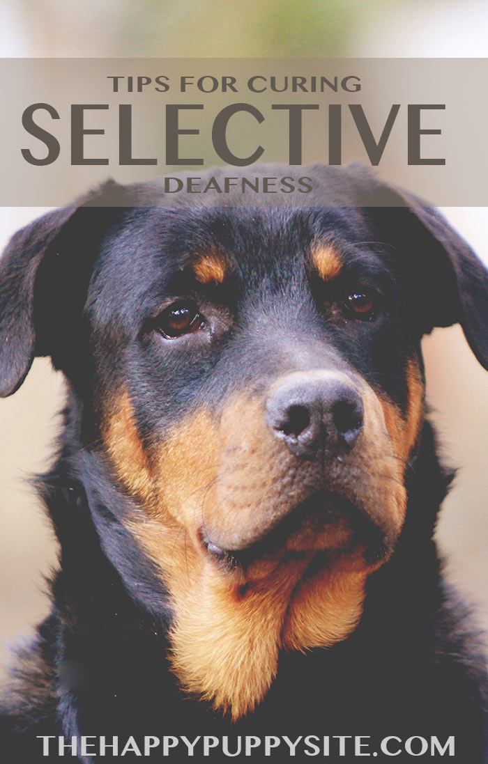 Tips en adviezen voor het genezen van selectieve doofheid bij honden