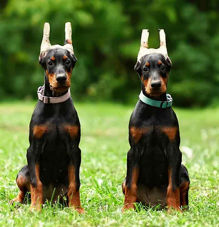 twee doberman puppy's met afgeplakte oren