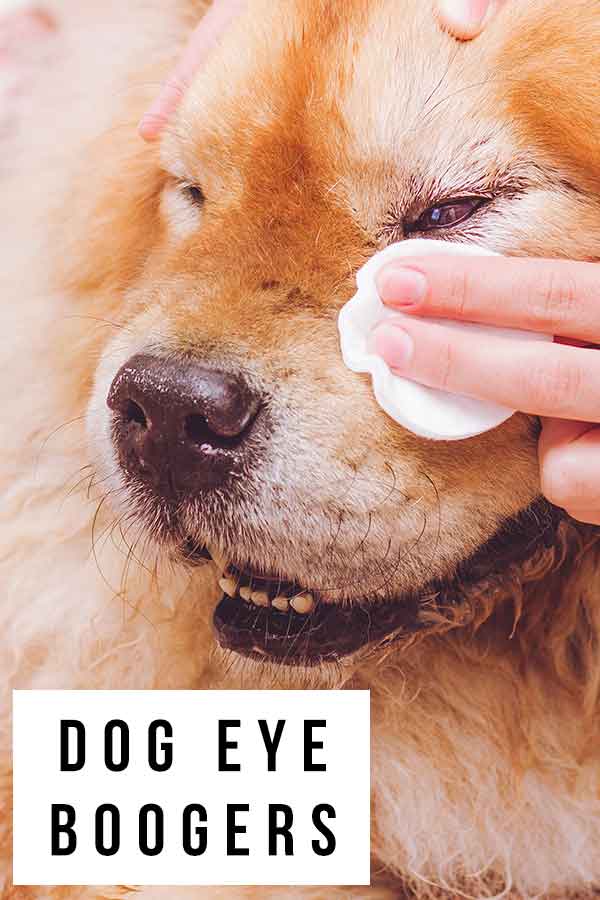 dog eye boogers