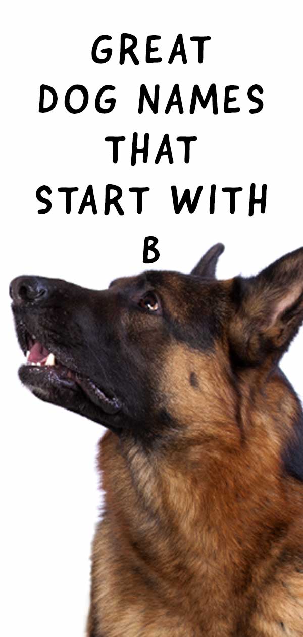 hondennamen die beginnen met "b"