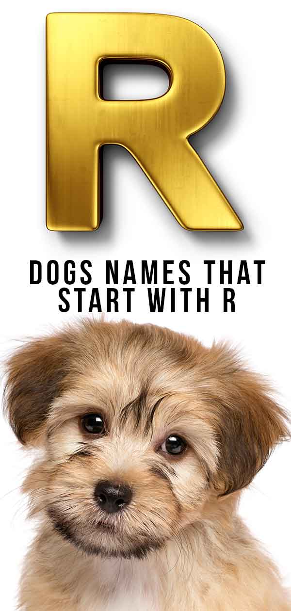 Hondennamen die beginnen met R