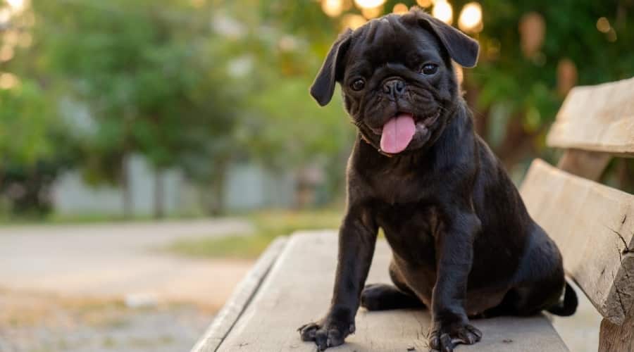 Kleine zwarte hond op bank