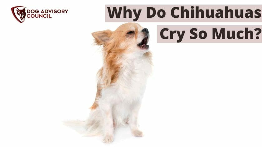 Waarom huilen chihuahua's? Foto van een huilende chihuahua.