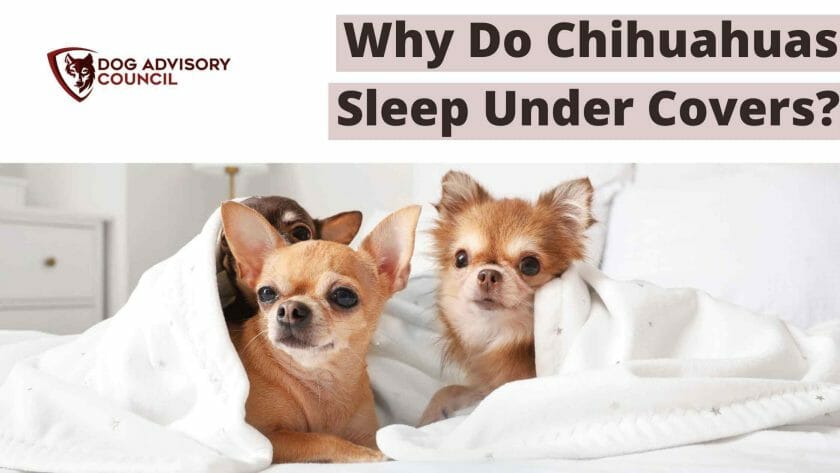 Waarom slapen chihuahuas onder de dekens? Foto van 3 Chihuahuas in bed onder dekens.