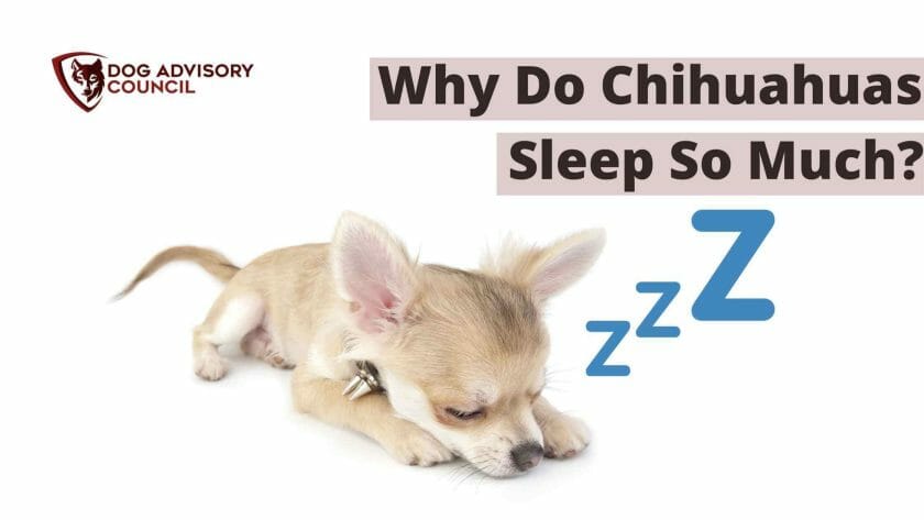 Waarom slapen Chihuahuas zoveel? Foto van een slapende Chihuahua pup.