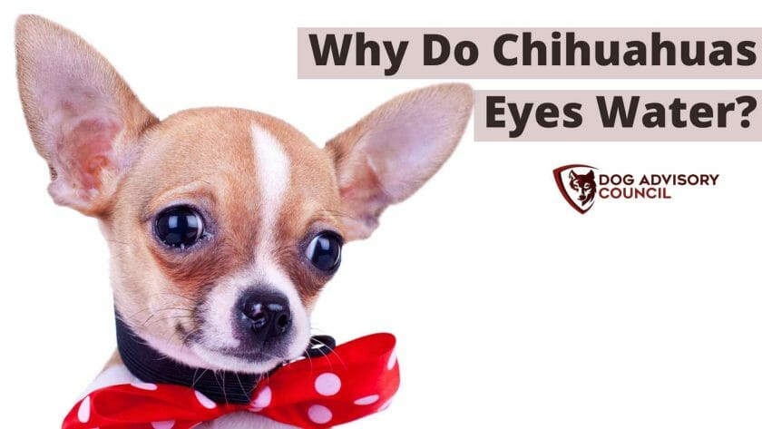 Waarom hebben Chihuahuas Waterige Ogen? Foto van een Chihuahua met tranende ogen.