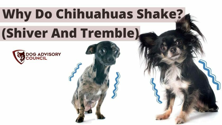 Waarom rillen Chihuahuas? Foto van twee rillende Chihuahuas.