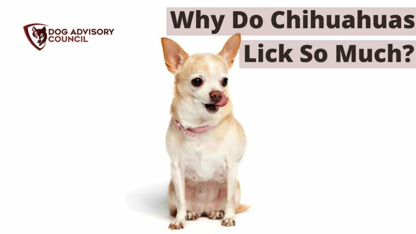 Waarom likken Chihuahuas zoveel? Foto van een Chihuahua die haar lippen likt.