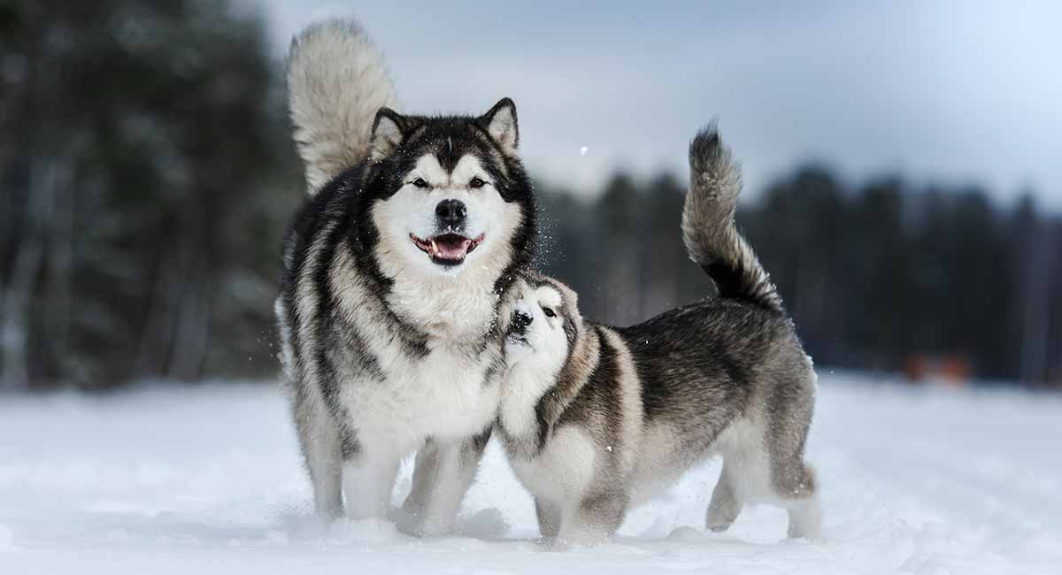 Alaska hondennamen