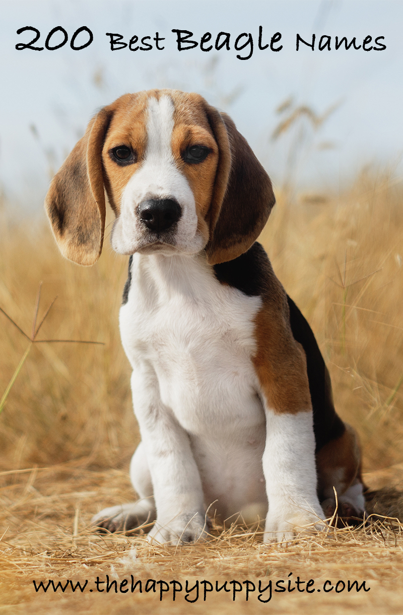 Beste Beagle Namen
