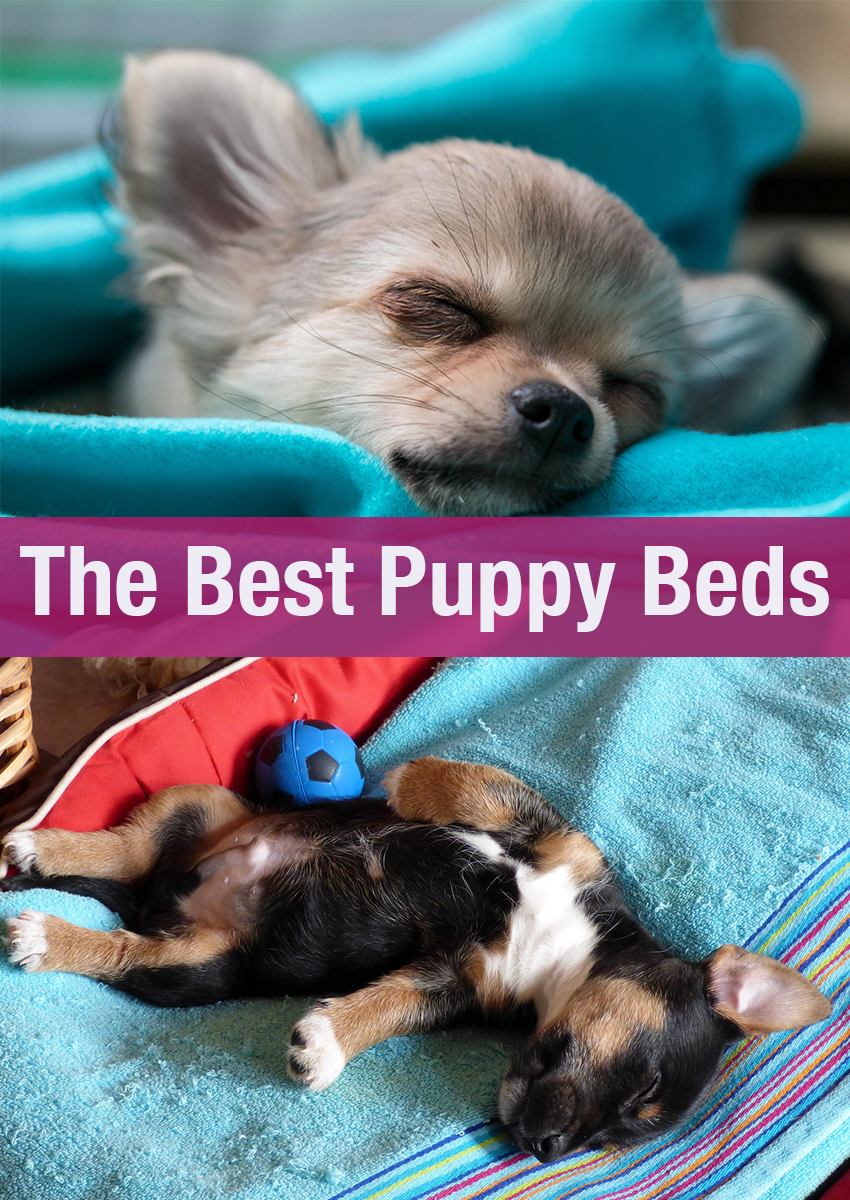 Hulp bij het kiezen van de beste puppybedden voor uw nieuwe aanwinst