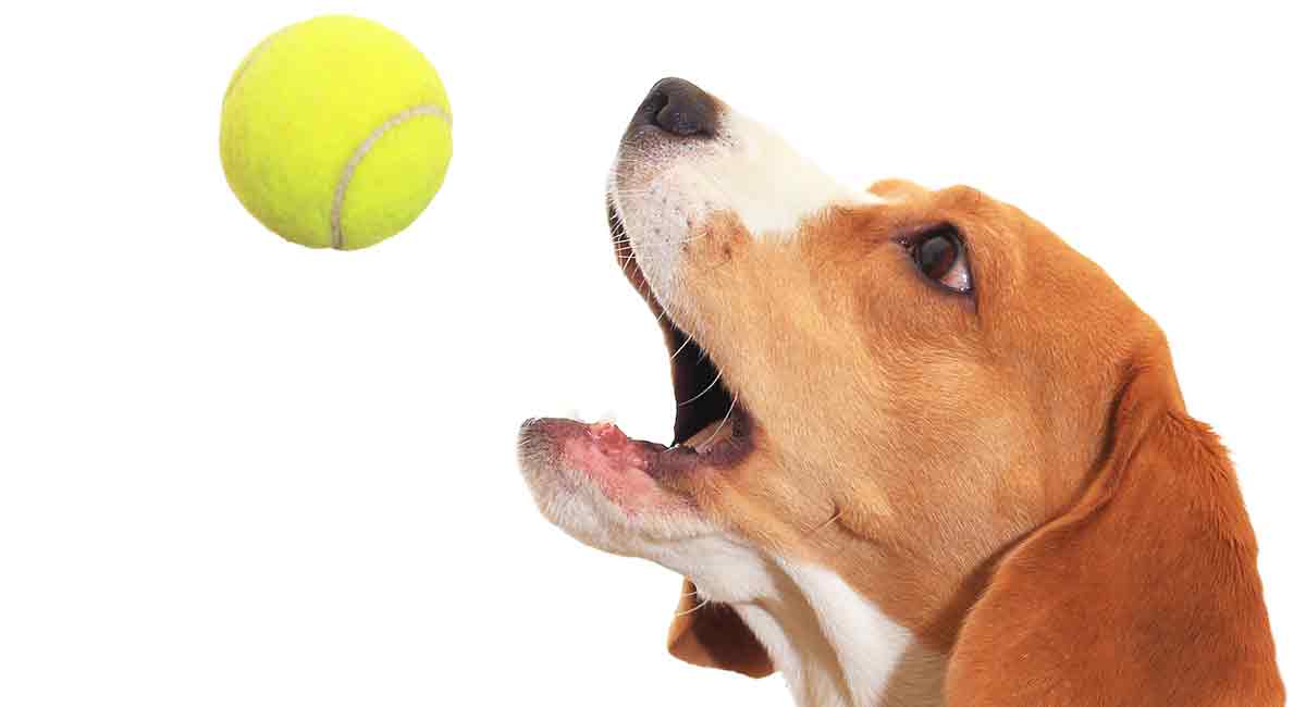beste hondenspeelgoed voor beagles