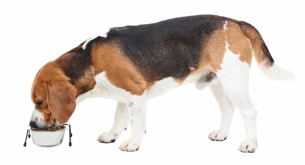 beste hondenvoer voor beagles