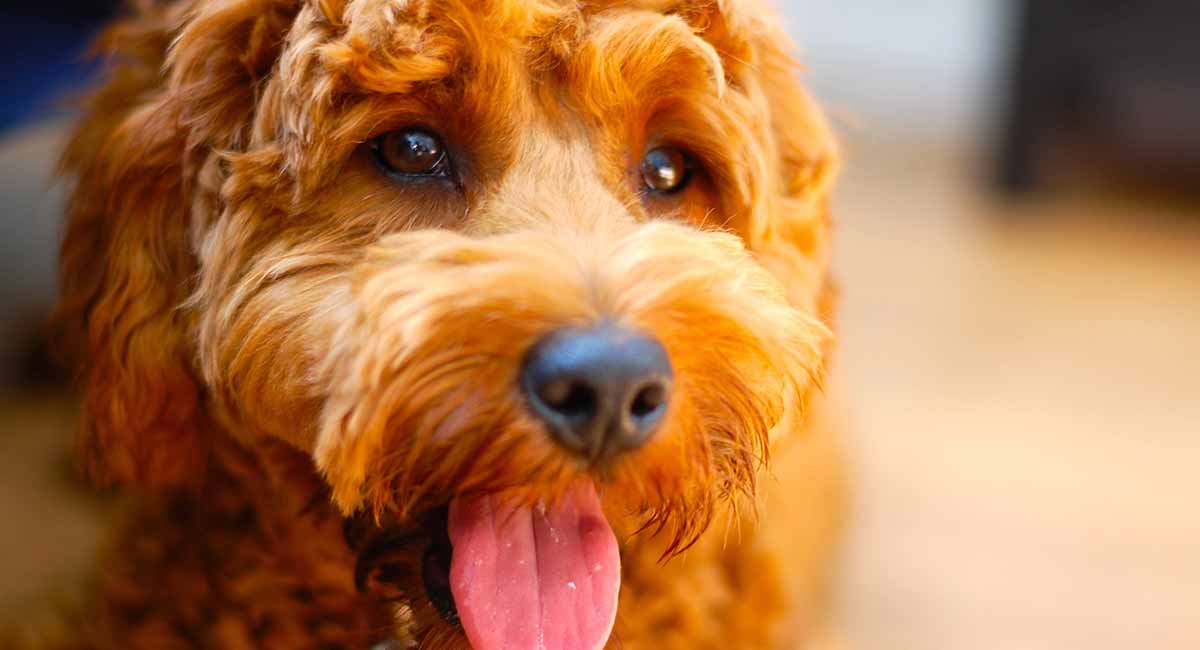 beste hondenvoer voor goldendoodles