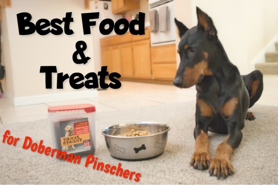 Beste voeding en traktaties voor Doberman Pinschers