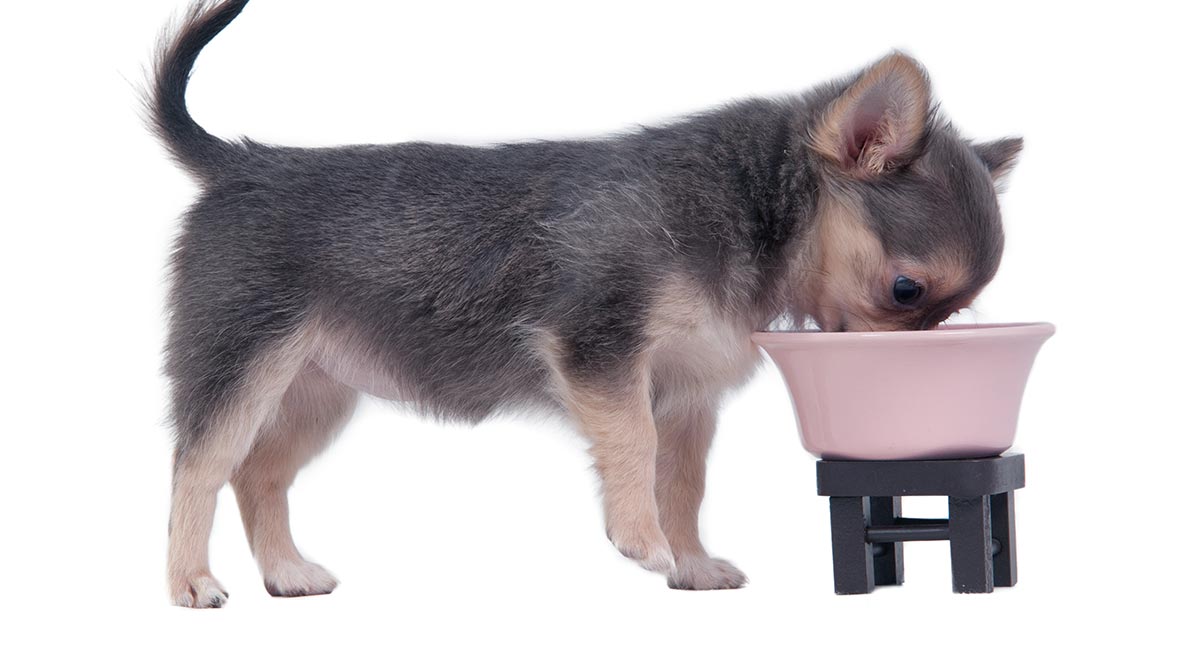 Beste voeding voor Chihuahua Puppy - Tips en beoordelingen om u te helpen kiezen