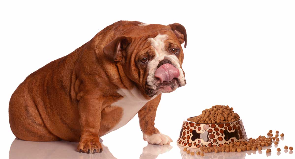 Beste voer voor Engelse Bulldog Volwassenen en Senior Honden