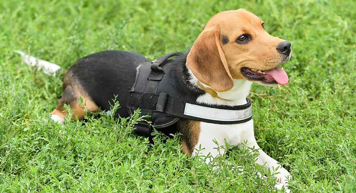 beste wandeltuig voor beagles