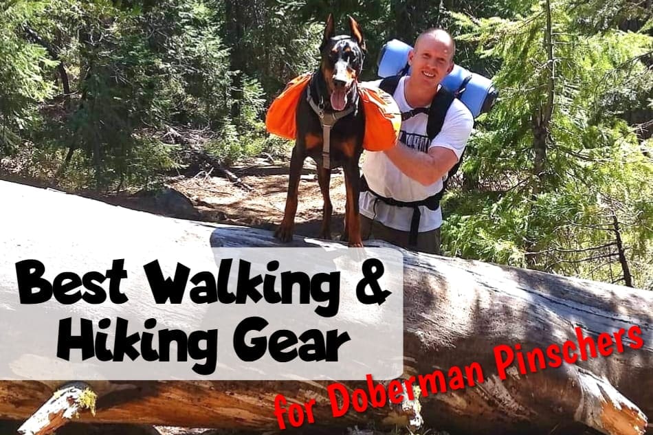 Best Doberman Walking and Hiking Gear Title Image