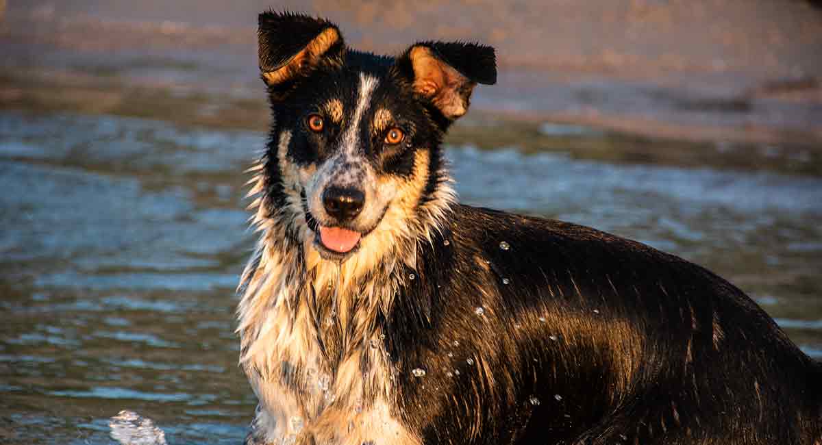 Border Collie Jack Russell Mix