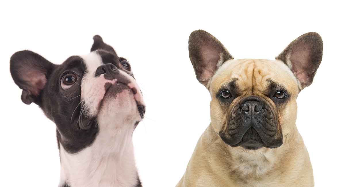 boston terrier en franse bulldog samen ter illustratie van de frenchton mix