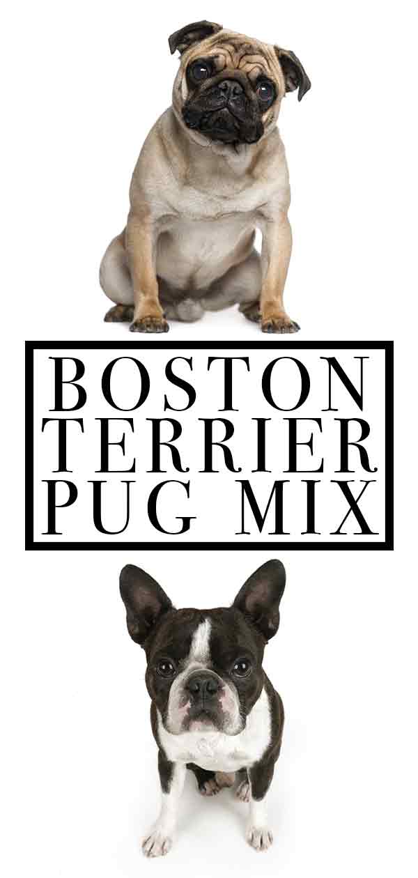 boston terrier mopshond mix