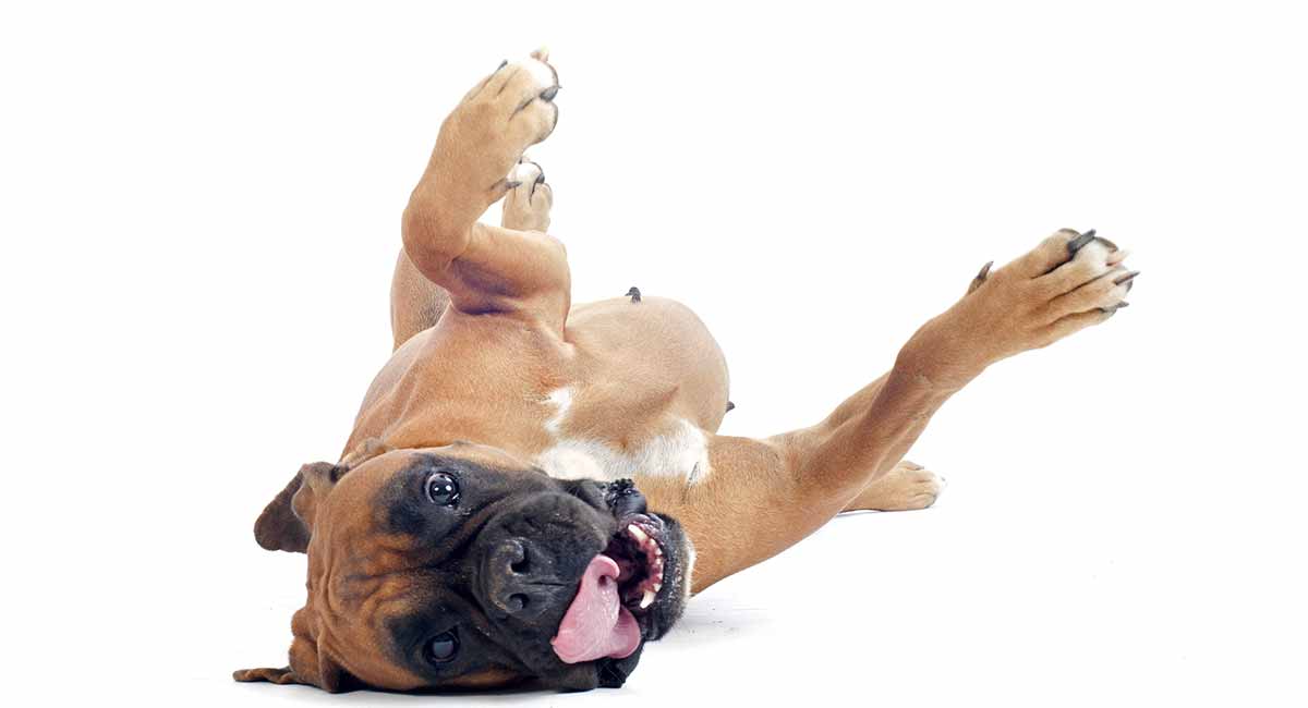 boxer hond temperament
