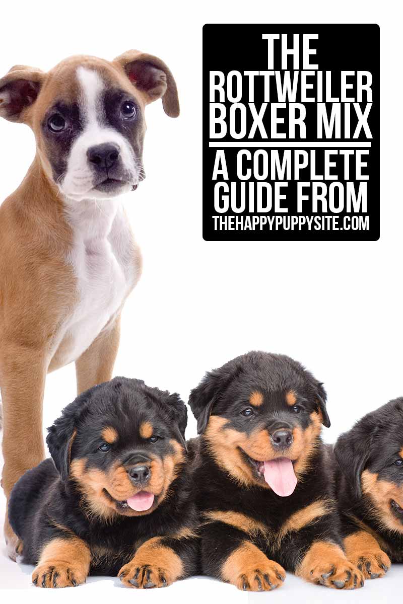 De Rottweiler Boxer Mix - Een Complete Gids van TheHappyPuppySite.com