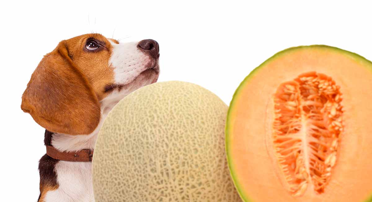 Kunnen honden cantaloupe en andere meloenen eten?