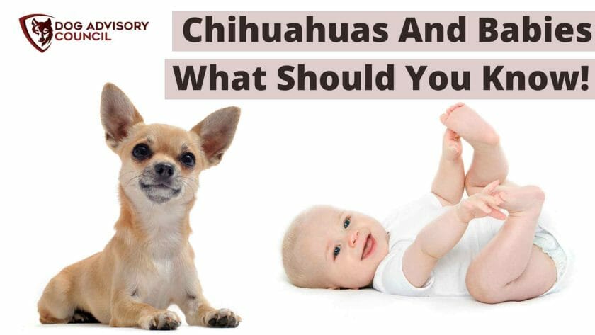 Chihuahuas en baby's. Foto van een Chihuahua en een baby.
