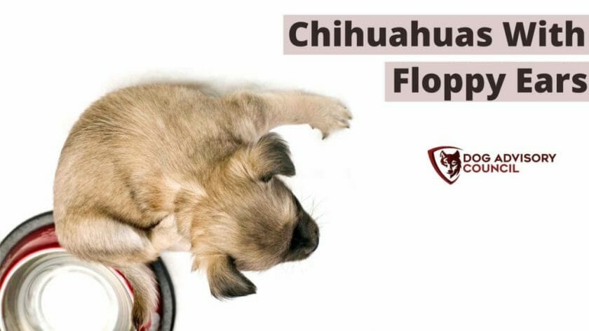 Chihuahua's met flaporen. Foto van een Chihuahua pup van bovenaf gezien met flaporen.