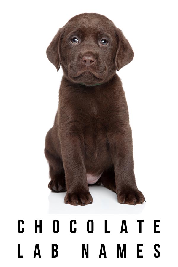 chocolade lab namen