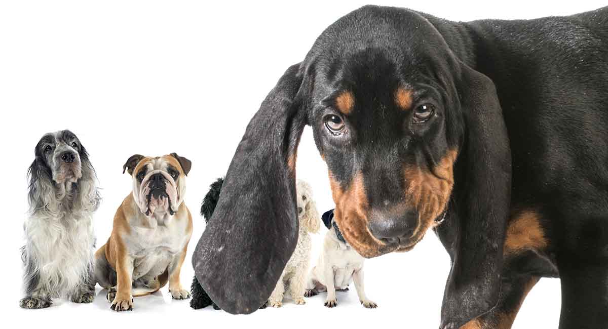Coonhound Mengsels