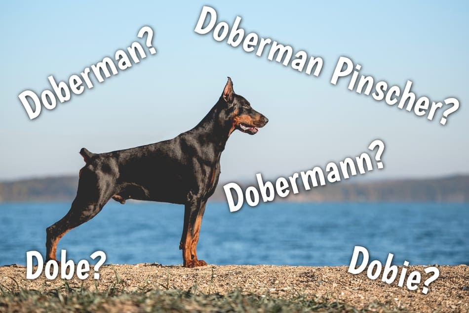 Wat is het verschil tussen Doberman, Doberman Pinscher en Dobermann?