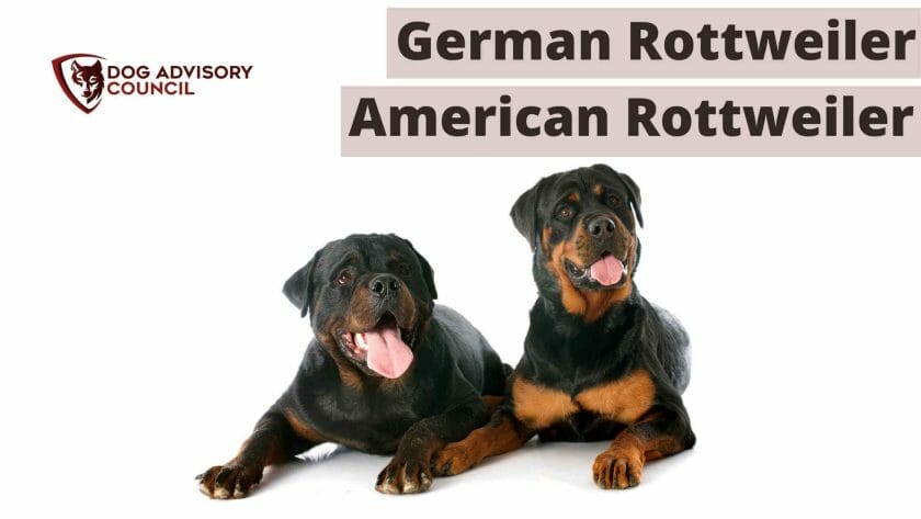 Duitse Rottweiler Vs Amerikaan. Foto van een Duitse Rottweiler en een Amerikaanse Rottweiler.