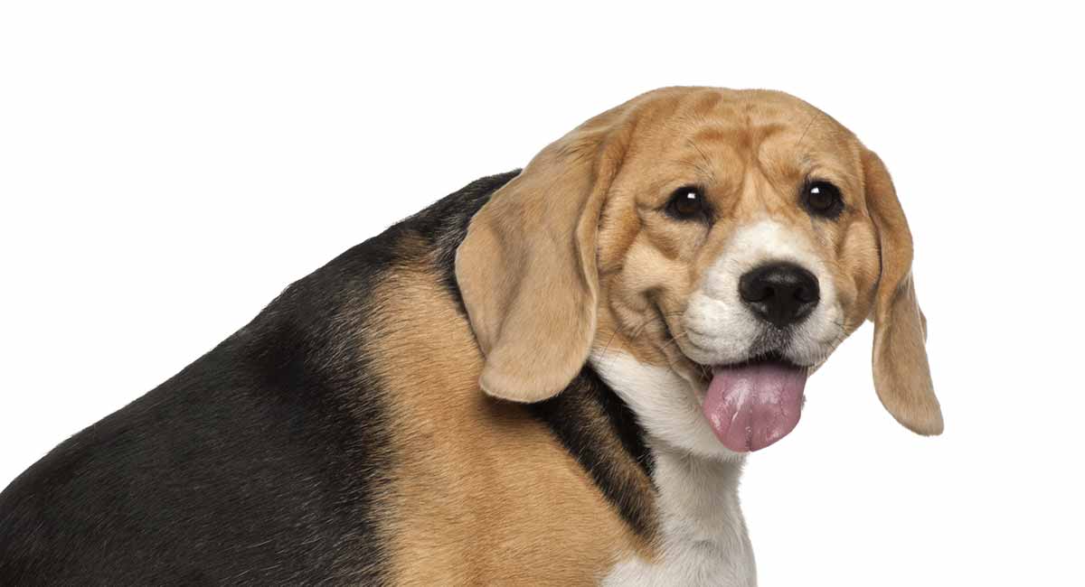 dikke beagle 