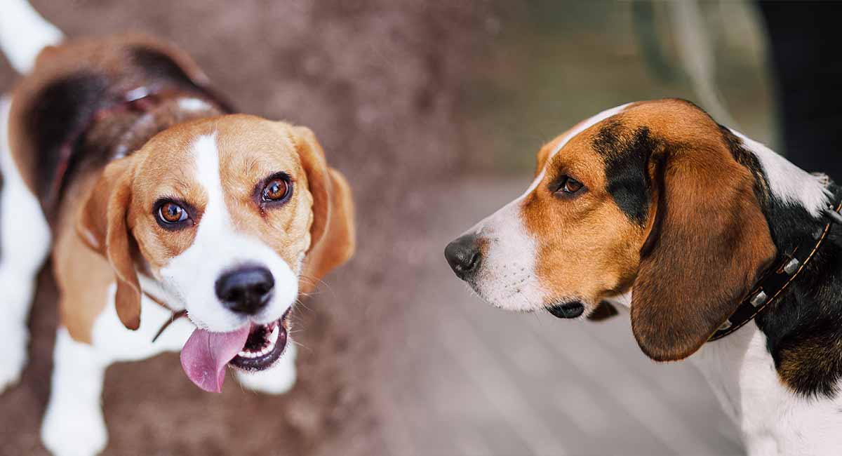 foxhound vs beagle