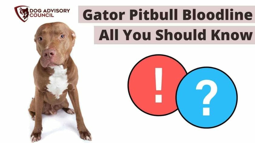 Gator Pitbull Bloedlijn. Foto van een Gator Pitbull op witte achtergrond.