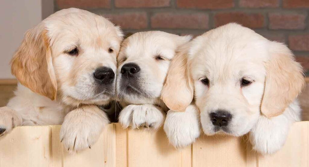 drie golden retriever pups