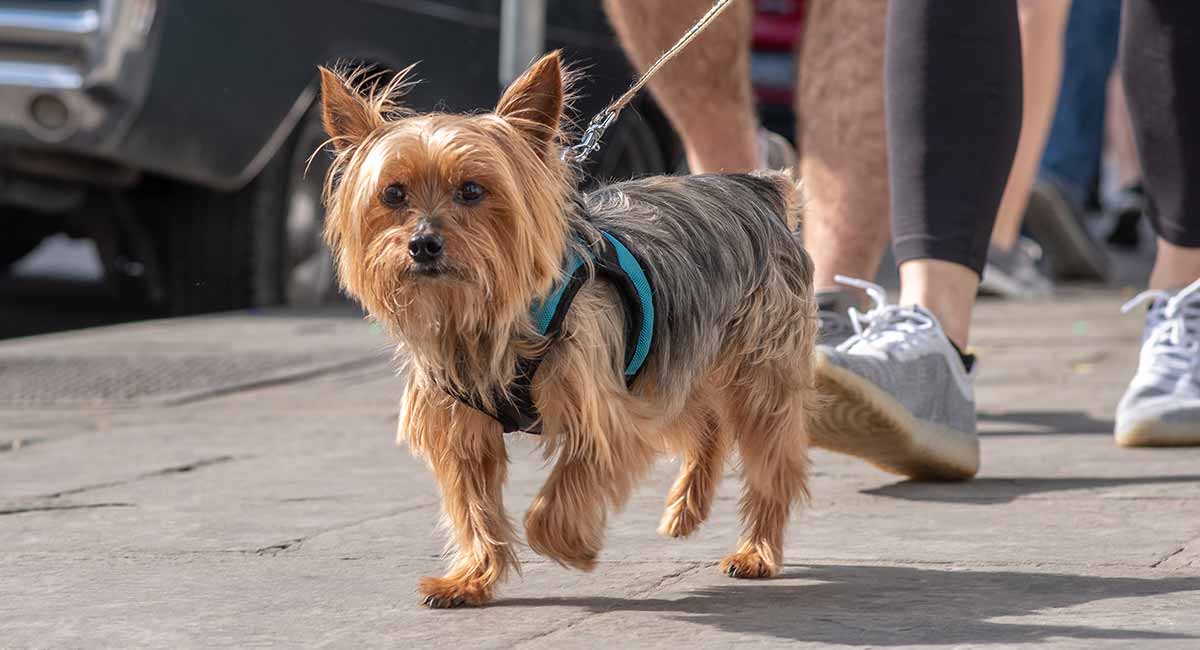 Beste Harnas Voor Yorkie - Beste Yorkshire Terrier Harnassen Met Beoordelingen