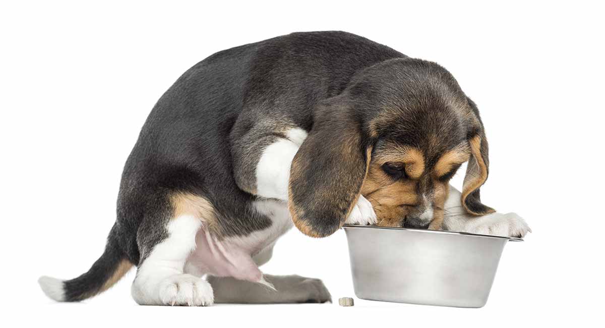 het voeden van een beagle puppy