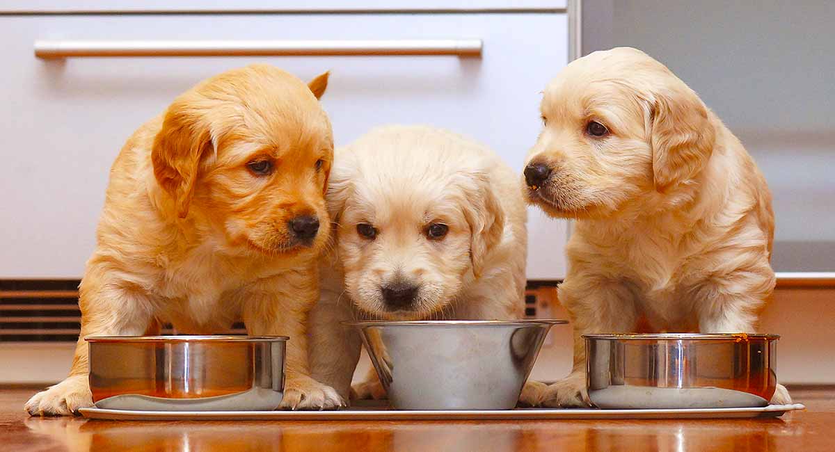 het voeden van een golden retriever puppy