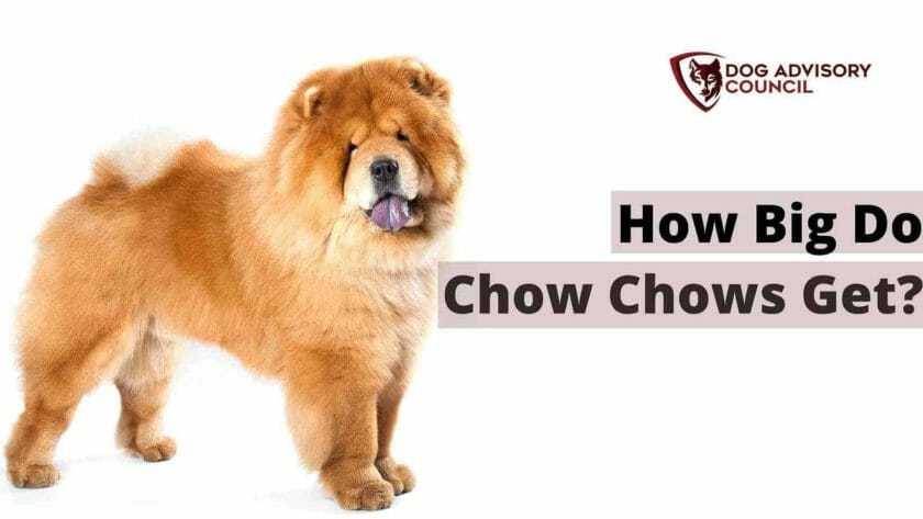 Hoe groot worden Chow Chows? Foto van een grote Chow Chow hond