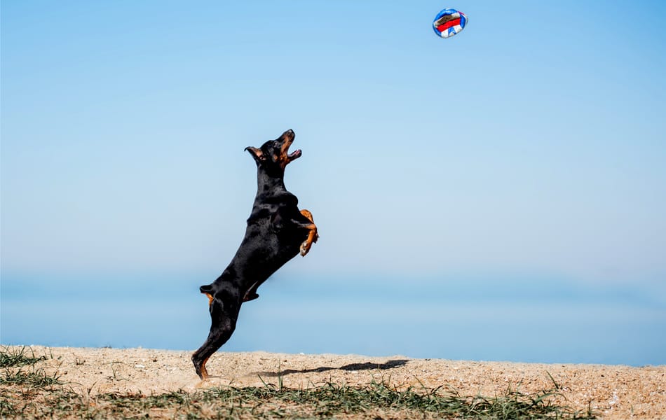 Doberman springt naar een bal hoog in de lucht.
