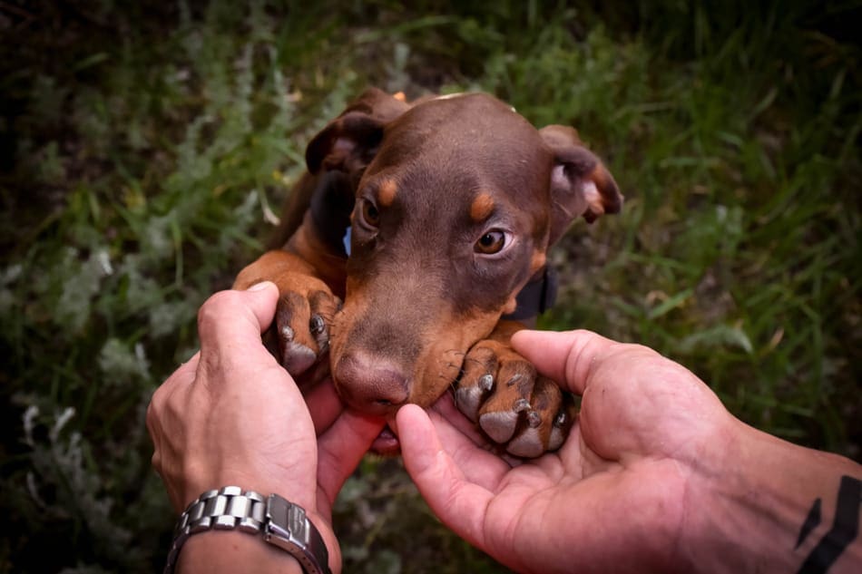 Een Doberman puppy kauwt op de hand van zijn eigenaar.